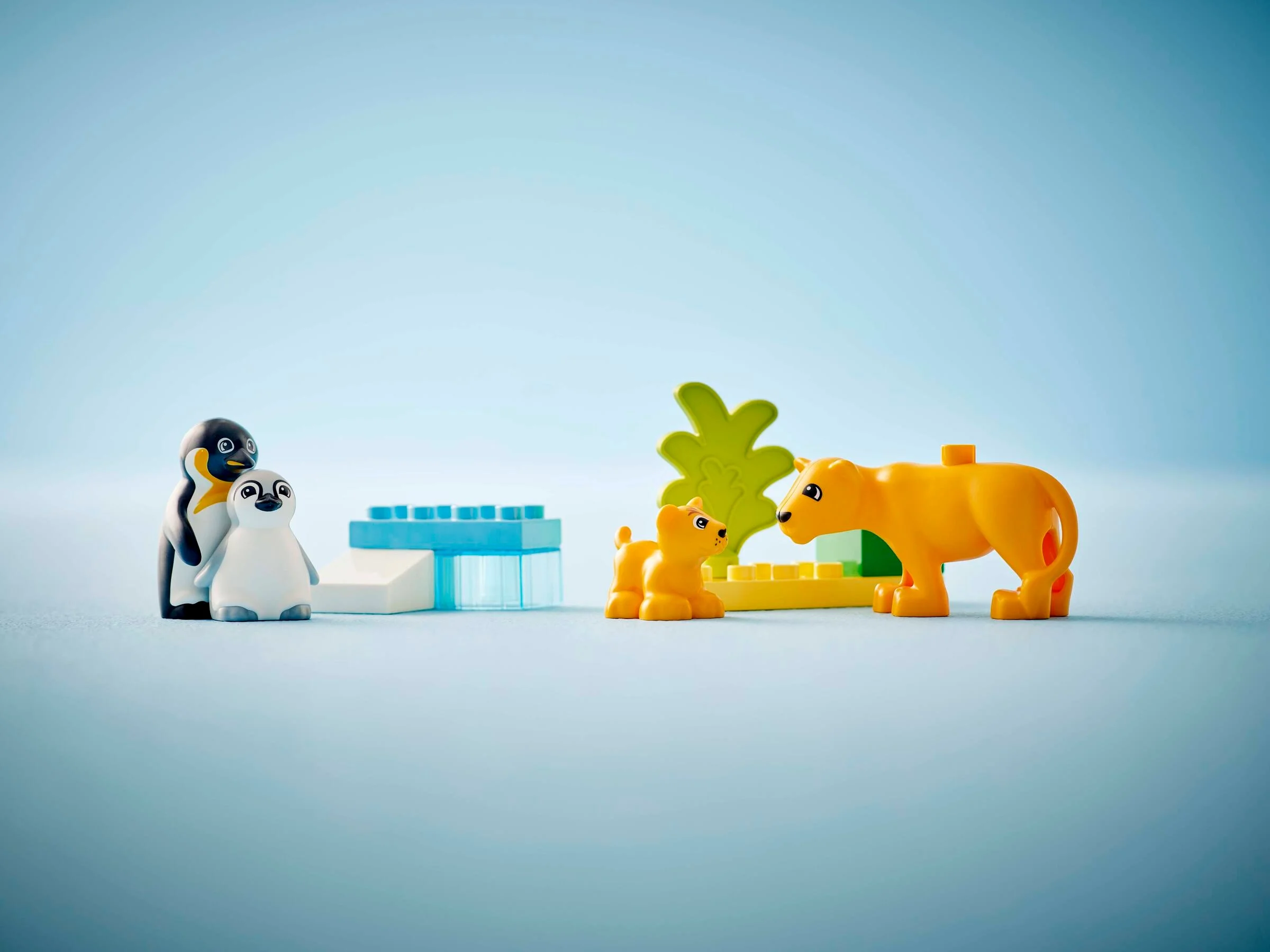 Imagine cu pinguini și lei Duplo. Pinguin adult și pui, leu adult și pui. Distractiv și educativ.