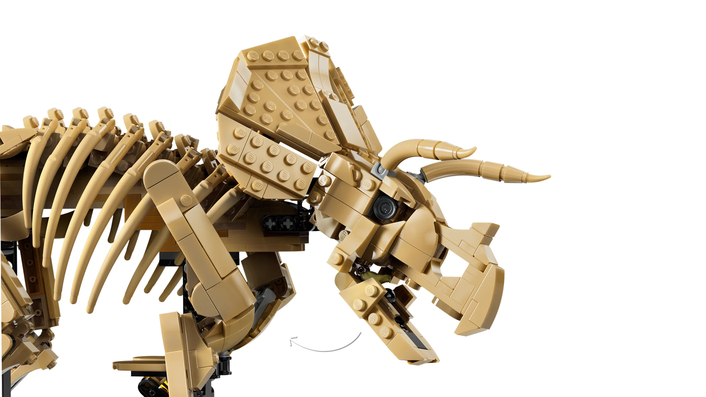 Prim-plan cu scheletul unui triceratops LEGO. Se vede detaliul construcției și texturile. Aspect interesant.