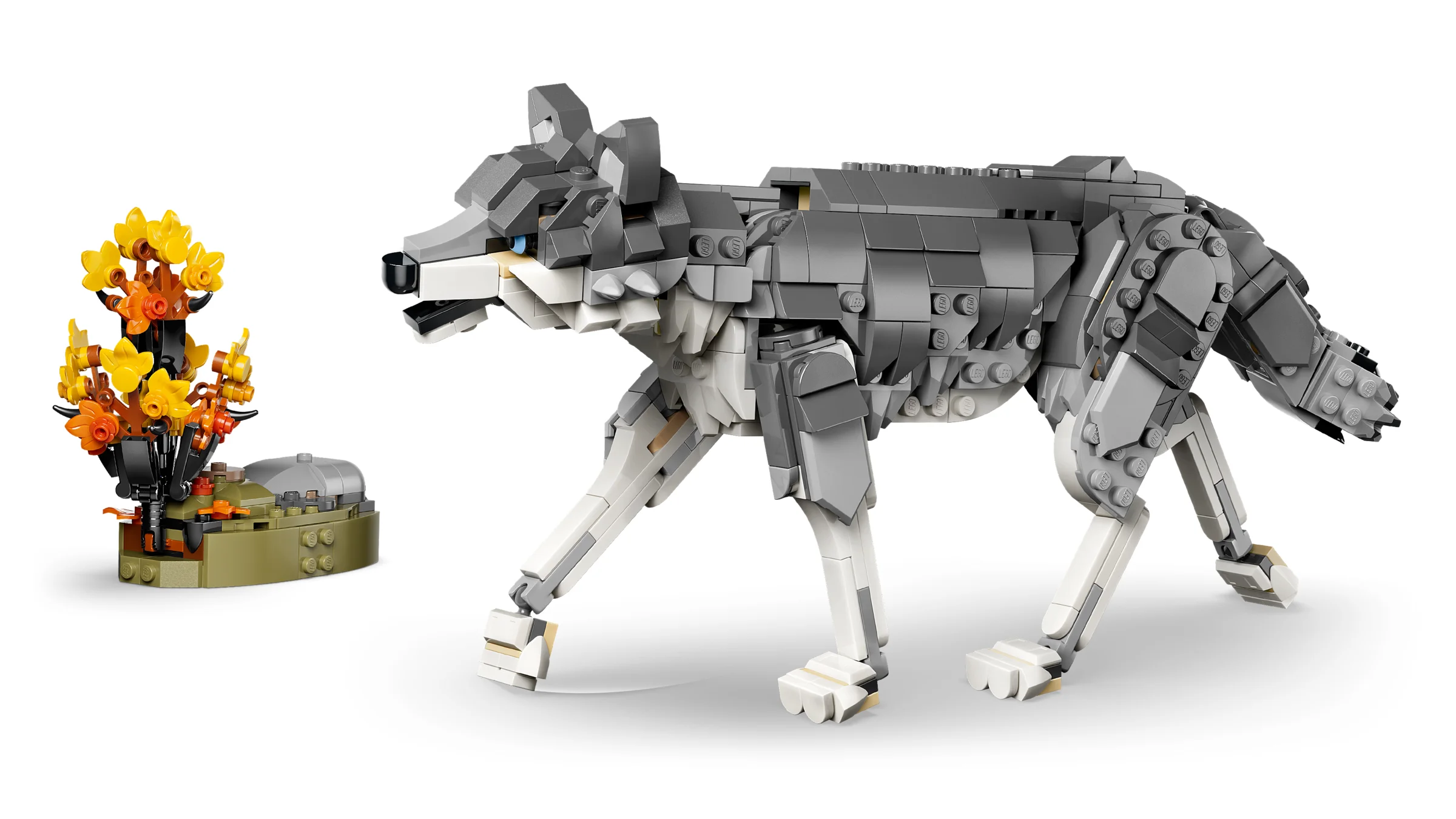 Lupul gri LEGO Creator 31393 și o tufe de flori tomnatice, pe fundal alb.