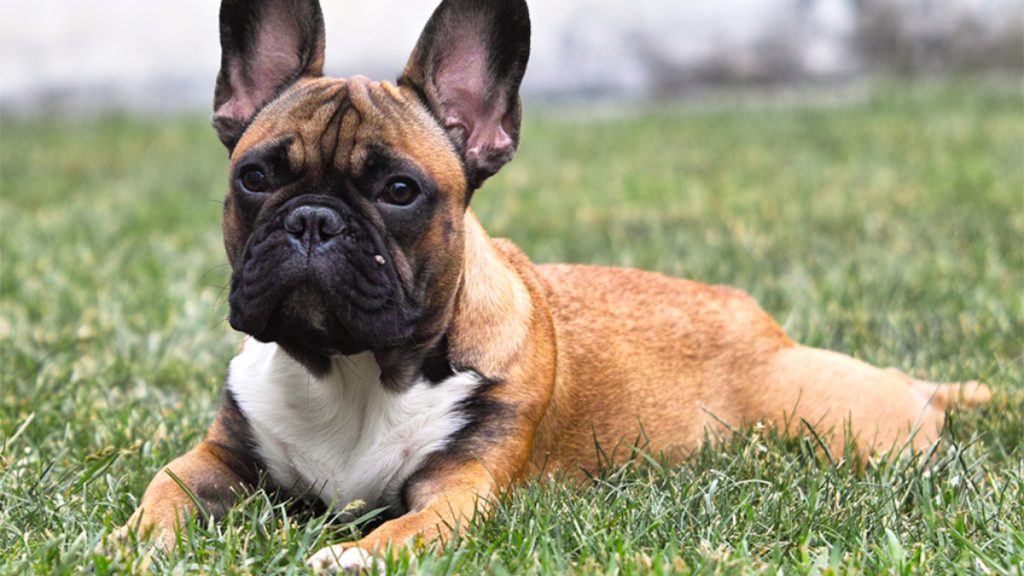 Detalii noi despre LEGO Icons 11394 French Bulldog Puppy: O lansare îndrăzneață pentru începutul anului 2027