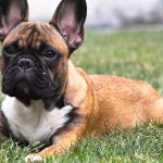 Detalii noi despre LEGO Icons 11394 French Bulldog Puppy: O lansare îndrăzneață pentru începutul anului 2027